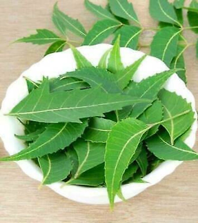 Fresh Organic Dry Neem Leaves Indian Herbs Free Shipment