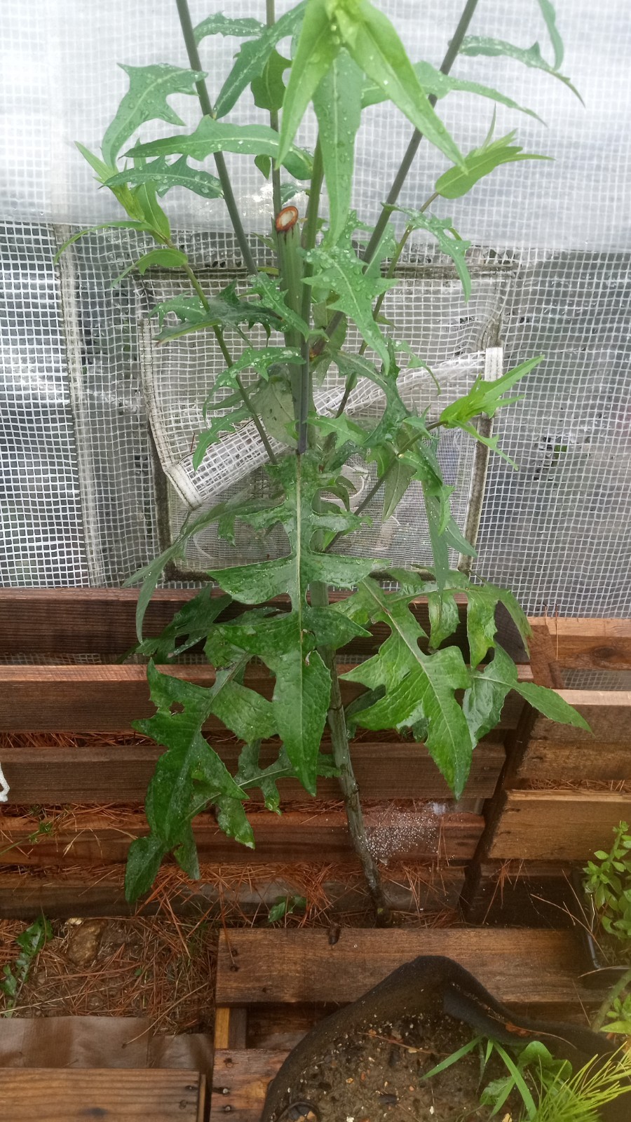Lactuca Virosa Fine Chopped Stem & Leaf 100g