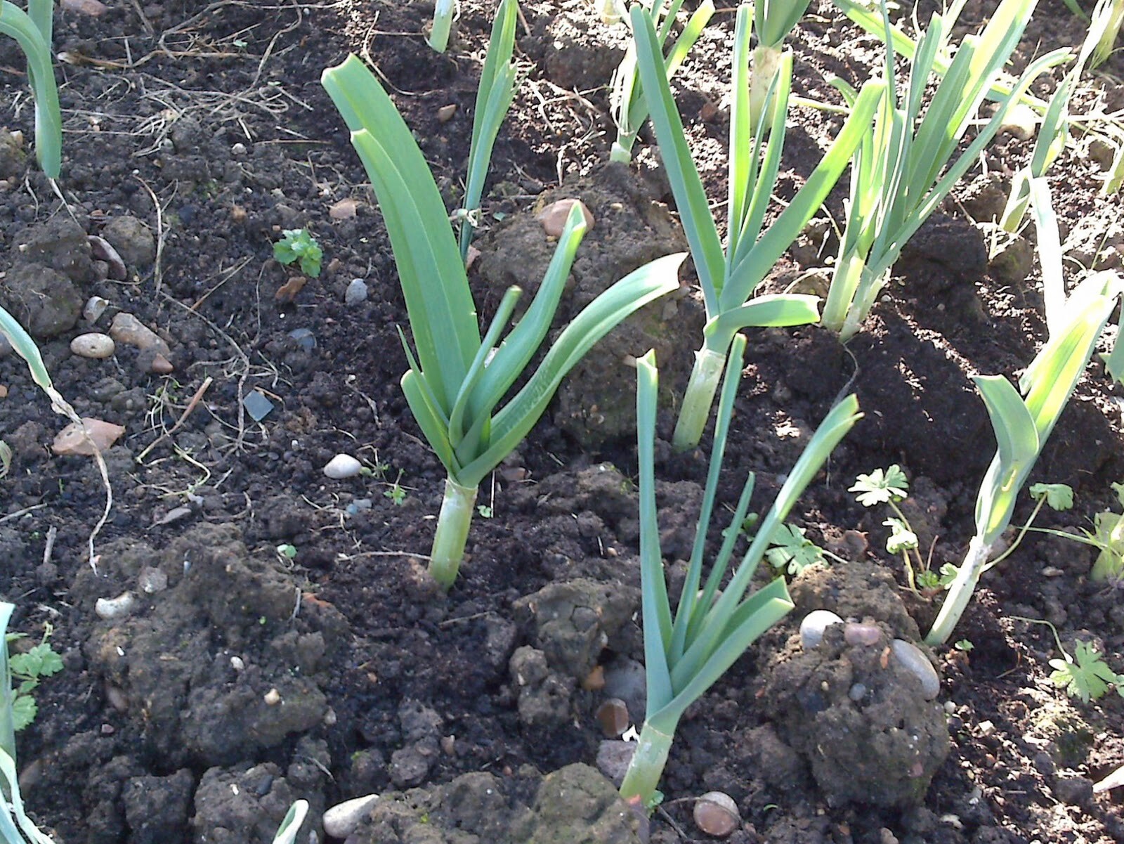 AJO JAPONES (JAPANESE GARLIC) // WEIGHTS: 1 LB,2 LBS, 5 LBS 10 LBS, & 20 LBS!
