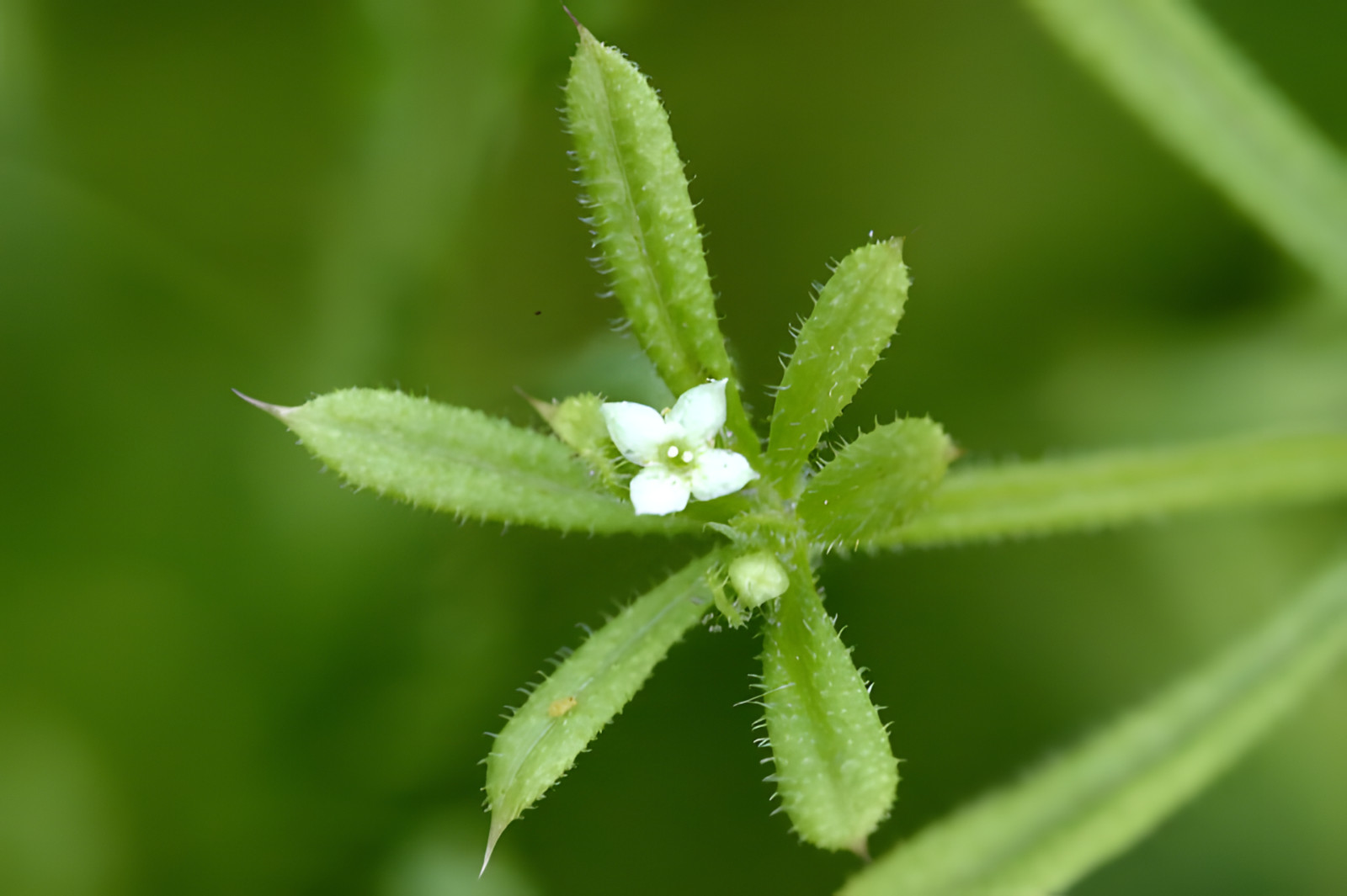 Cleavers ( Galium aparine ) ORGANIC from Carpathian mountain.