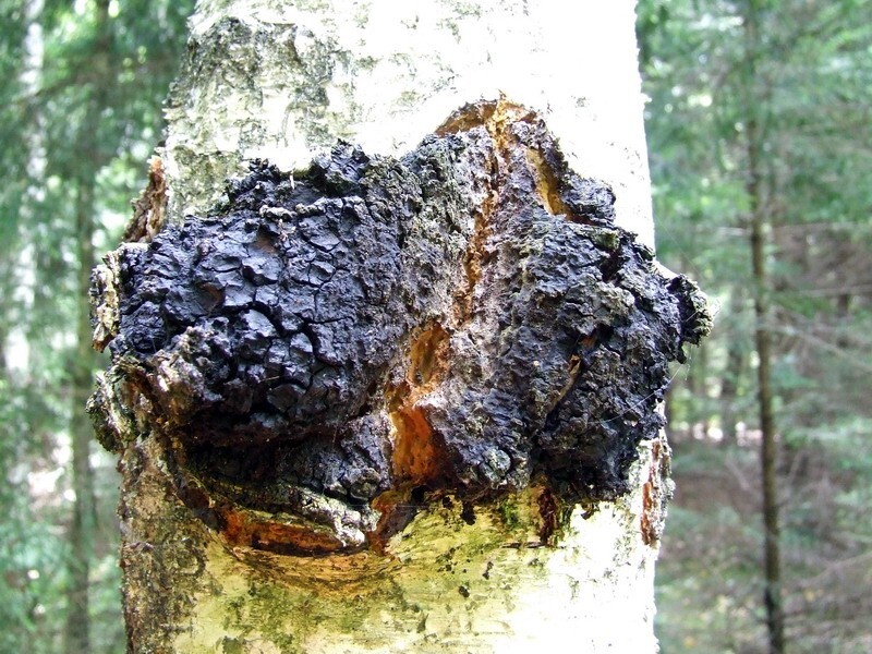 PURE CHAGA TEA: 1 Month of FULL BODY IMMUNITY, Harvested from the Adirondacks