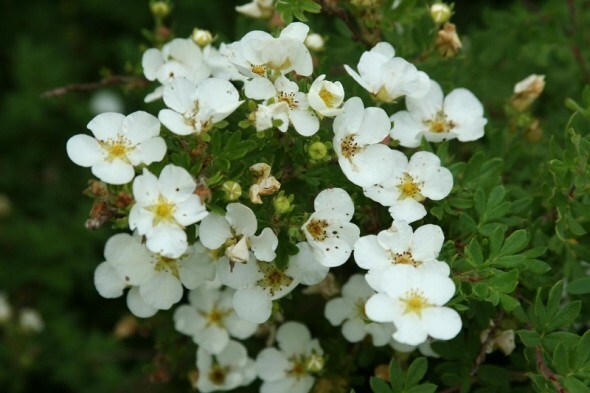 Potentilla Alba ( White Cinquefoil ) Root, ORGANIC from Carpathian mountain.
