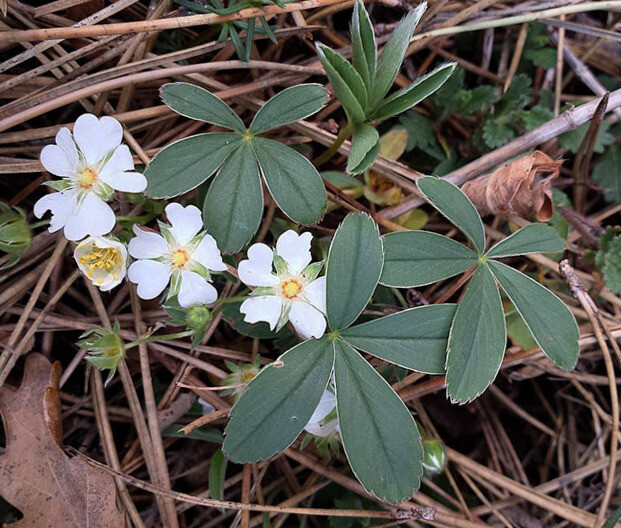 Potentilla Alba ( White Cinquefoil ) Root, ORGANIC from Carpathian mountain.